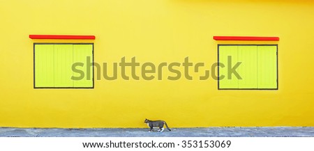 Yellow wall with Two windows and a cat.