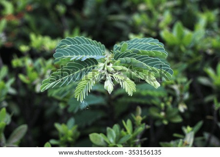 top view of green leaves on green bush background