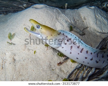 Picture of moray eel during night dive. Muraenidae.
