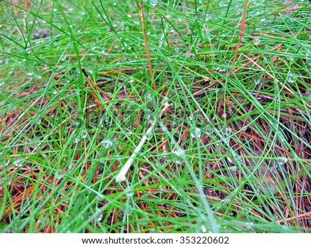fresh green grass and fir-needle with rain drops heap, summer forest, environment diversity