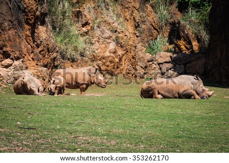 African rhinoceroses (Diceros bicornis minor) on the Masai Mara National Reserve safari in southwestern Kenya.