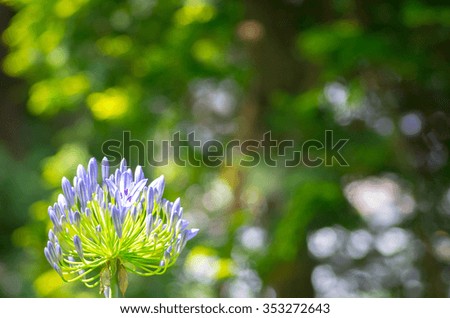African lily Agapanthus flower