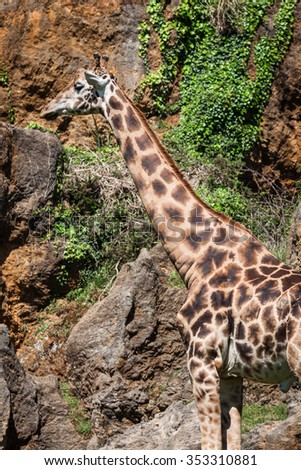 Eating giraffe on safari wild drive