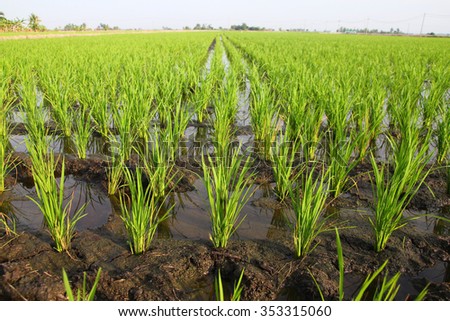 Young paddy stalks planted in field