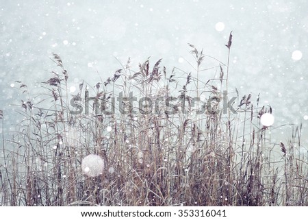 winter background dry grass snow