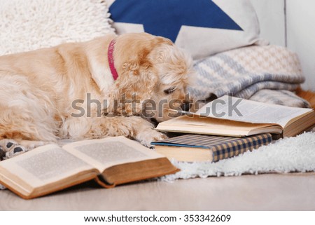 Dog with books on sofa inside