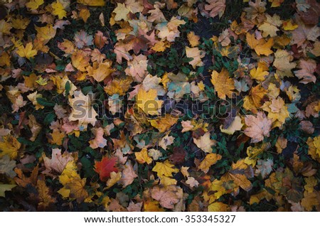 stock photo of yellow brown and white autumn leafs on the ground