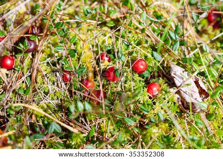 Cranberries red berries on nature background in forest. Selective focus