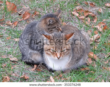 two cats on the grass