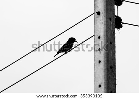 Bird on wires silhouette process B&W