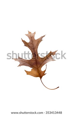 Dry leaf isolated on white background