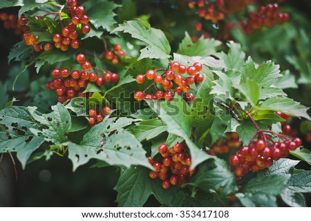 Red berries hang in clusters.