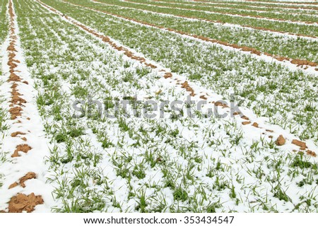 Winter wheat, covered with white snow