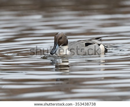 Male Northern Pintail Swimming