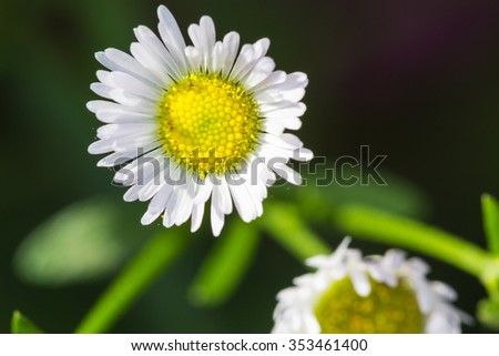 Colorful flowers. It looks natural and breezy. That is suitable 
for background,backdrop,wallpaper and artwork design.