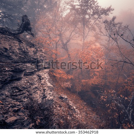 Mysterious dark old forest in fog. Autumn morning in Crimea. Magical atmosphere. Beautiful natural landscape. Vintage style