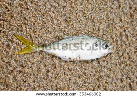 A fish in the sand