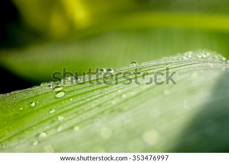 Green banana leaf with water drops, nature background
