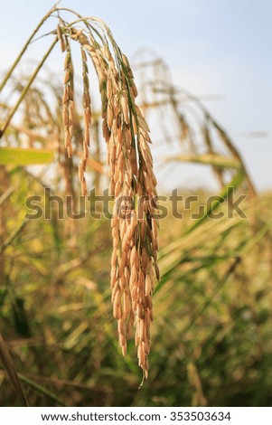 Close up rice in the field with morning sunlight