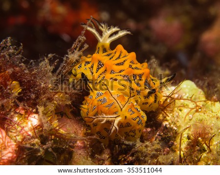 Underwater picture of Halgerda tesellata Sea Slug mating