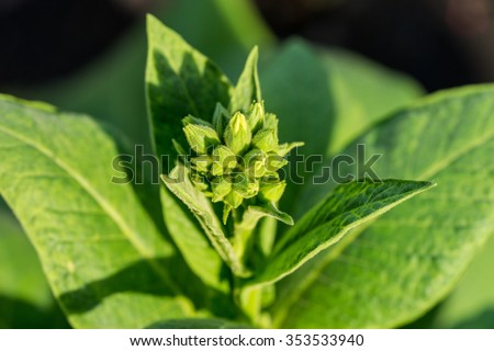 close up cultivated Tobacco (Nicotiana tabacum) Royalty-Free Stock Photo #353533940