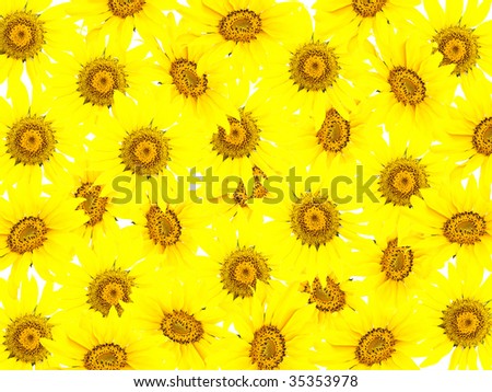 Abstract background from bright young sunflowers