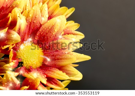 The close-up of beautiful Chrysanthemum flower blooming.