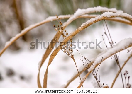 snow-covered dry old grass for natural winter background or wallpaper