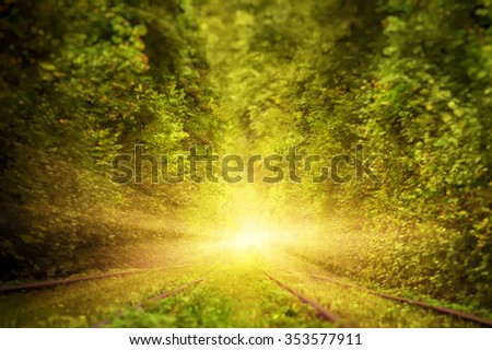 magic tree alley in deep forest. natural spring background with blurred effect