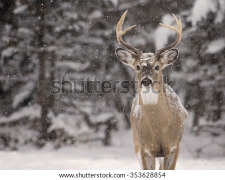 Large White-Tailed deer buck, alert, looking at the camera