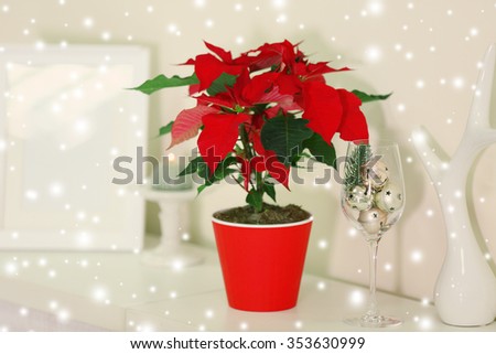 Christmas flower poinsettia and decorations on shelf, on light background over snow effect