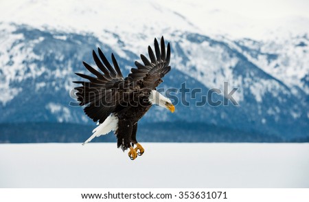 Flying bald eagle ( Haliaeetus leucocephalus washingtoniensis ) over snow-covered mountains. Winter Alaska. USA

