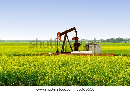 A natural gas pump jack in an Alberta Canola rapeseed field.