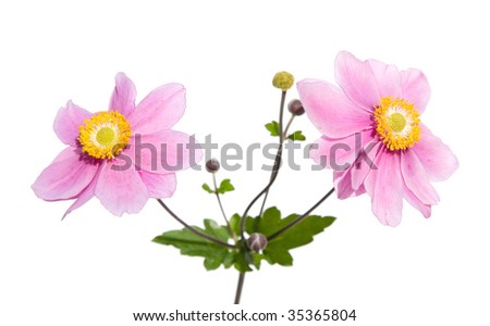 pink japanese anemone isolate don white