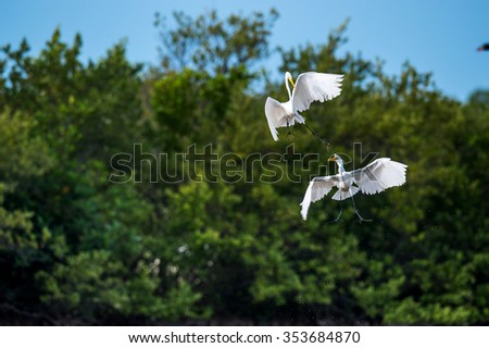 The fighting great egrets ( Ardea alba ). Cuba.
