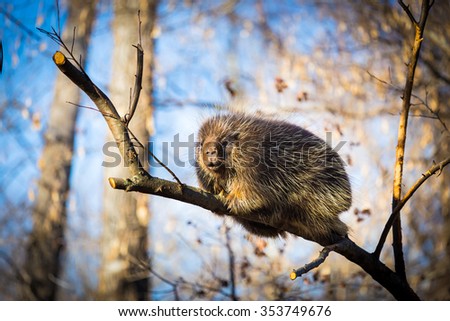 Porcupines are rodents with a coat of sharp spines, or quills, that protect against predators. They live in wooded areas and climb trees, where some species spend their entire lives.