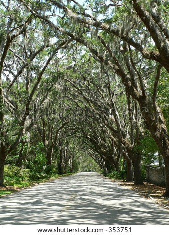 Old oak trees, Quercus Fagaceae, covered with Spanish Moss, Tillandsia usneoides, create a canopy over a single lane drive. Dappled shadows fall across the lane, which disappears into the distance. 