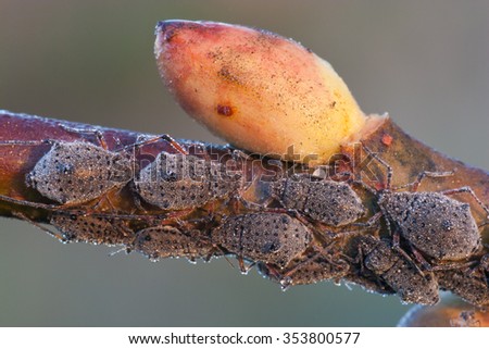 Blackflies or aphids on a twig with a bud