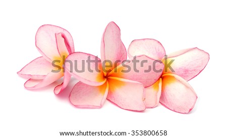 Pink and red Frangipani Plumeria flower