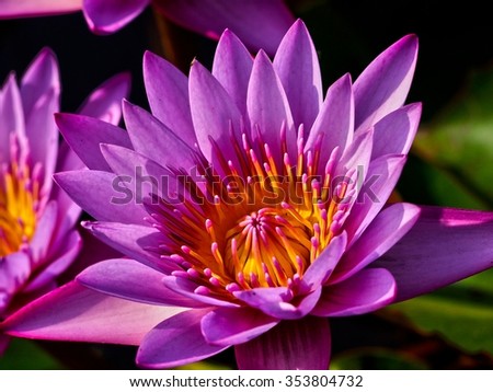 Lotus flower in India