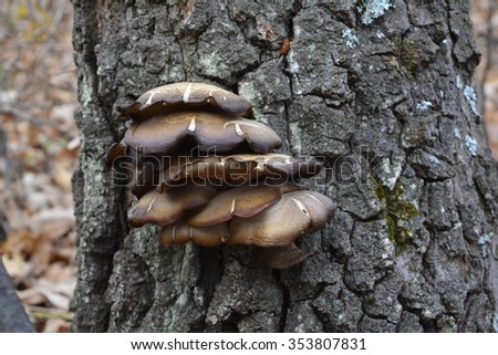 oyster mushrooms on stump