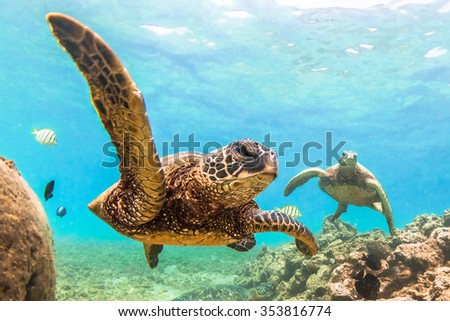 Hawaiian Green Sea Turtle cruising in the warm waters of the Pacific Ocean in Hawaii Royalty-Free Stock Photo #353816774