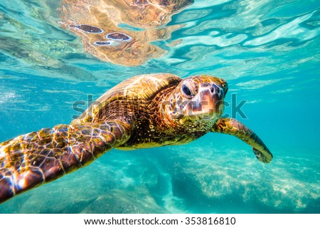 Hawaiian Green Sea Turtle cruising in the warm waters of the Pacific Ocean in Hawaii Royalty-Free Stock Photo #353816810
