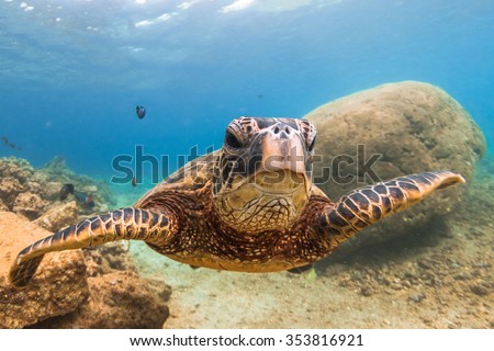 Hawaiian Green Sea Turtle cruising in the warm waters of the Pacific Ocean in Hawaii