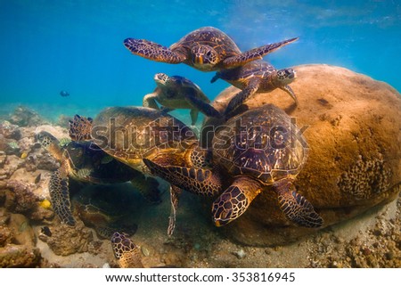 Hawaiian Green Sea Turtle cruising in the warm waters of the Pacific Ocean in Hawaii