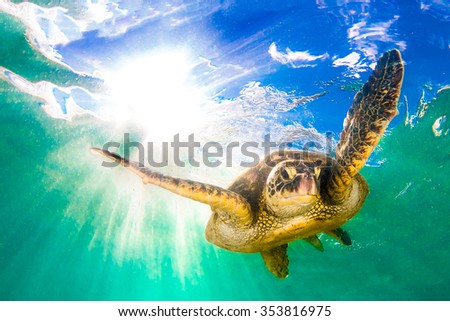 Hawaiian Green Sea Turtle cruising in the warm waters of the Pacific Ocean in Hawaii Royalty-Free Stock Photo #353816975
