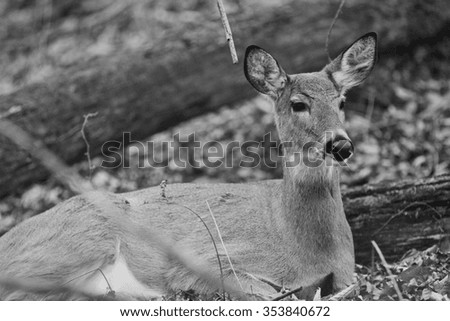 Black and white picture of a beautiful deer in the forest