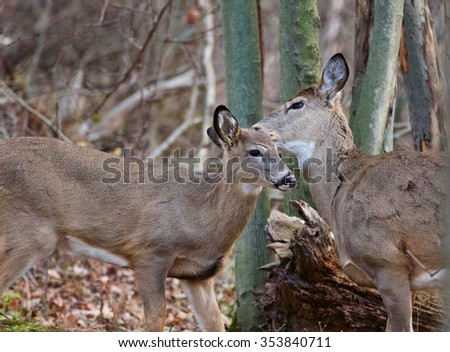Cute pair of deers are showing their love to each other