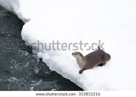 a river otter rests on a snowy riverbank