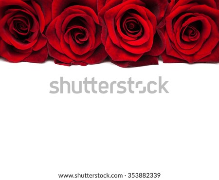 Fresh Red roses on a white background